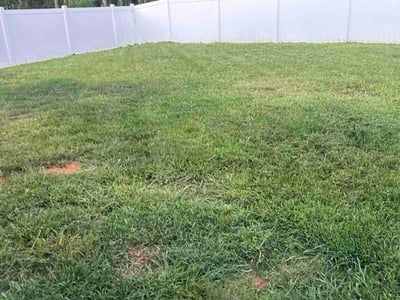 Lawn Care service in Davidson, 28036