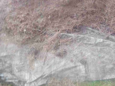 Leaf Removal service in Apex, 27502