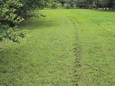 Lawn Care service in Richmond, 23219