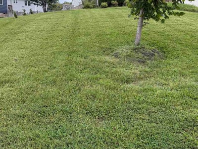 Lawn Care service in Mechanicsville, 23111