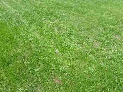 Lawn Care service in Cheney, 99004