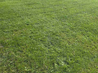 Lawn Care service in Iowa City, 52240