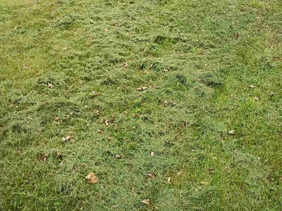 Lawn Care service in Columbia, 65201