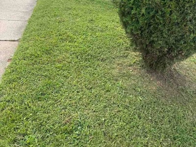 Lawn Care service in Brookhaven, 19015