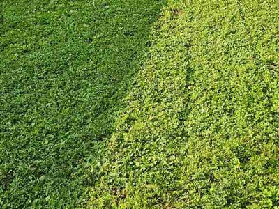 Lawn Care service in Clarksville, 47129