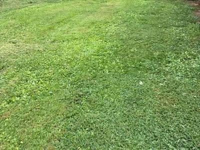 Lawn Care service in Southport, 28461
