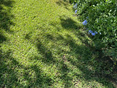 Lawn Care service in Bell Gardens, 90201