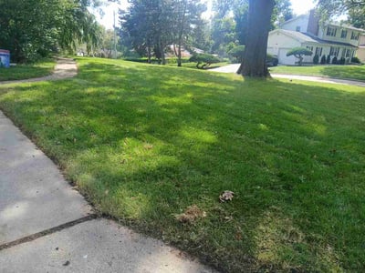 Lawn Care service in Kaysville, 84037
