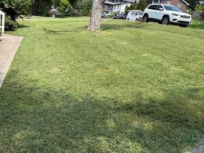 Lawn Care service in Madison, 37115