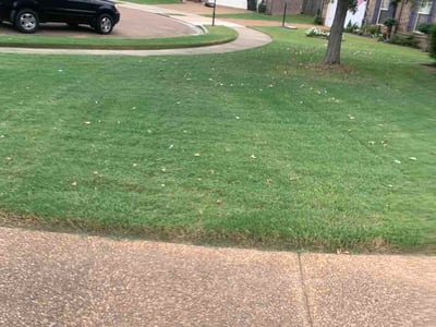 Lawn Care service in Covington, 38019