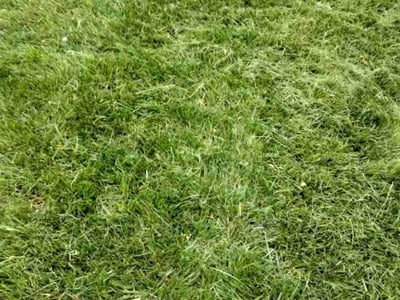 Lawn Care service in Spring Valley, 91977