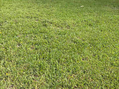 Lawn Care service in Mims, 32754