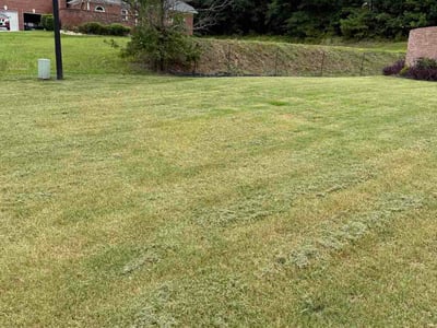 Lawn Care service in Mesa, 85201