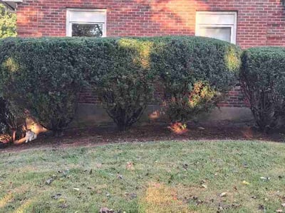 Lawn Care service in McKees Rocks, 15136