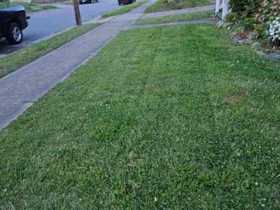 Lawn Care service in Flushing, 11354