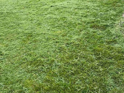 Lawn Care service in Bristol, 37620