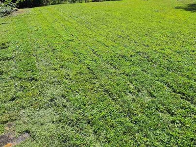 Lawn Care service in O Fallon, 62269