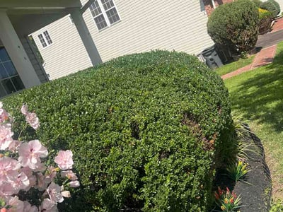 Lawn Care service in Merrifield, 22042