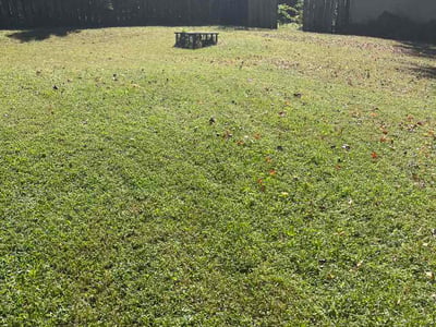 Lawn Care service in Dumfries, 22026
