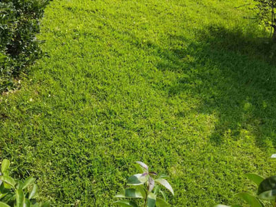 Lawn Care service in Gloucester, 23061