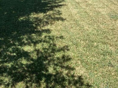 Lawn Care service in Pflugerville, 78660