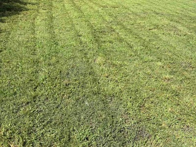 Lawn Care service in Monroe, 28112