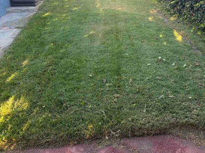 Lawn Care service in Escondido, 92025
