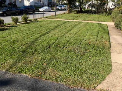 Lawn Care service in Brookhaven, 19015
