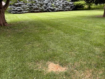Lawn Care service in Des Plaines, 60016