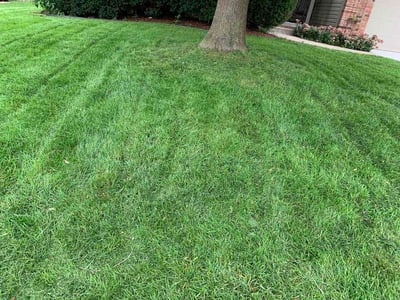 Lawn Care service in Papillion, 68046