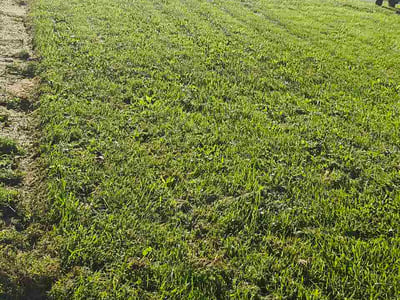 Lawn Care service in Lancaster, 43130