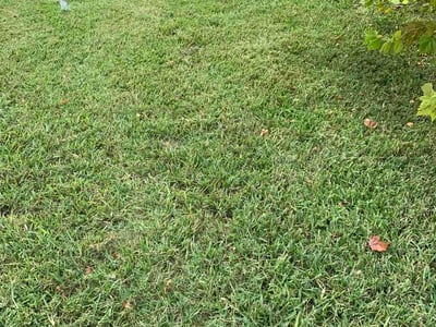Lawn Care service in Eustis, 32726
