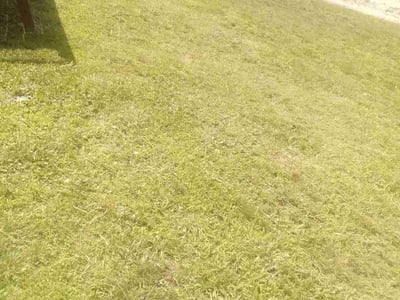 Lawn Care service in Sahuarita, 85629