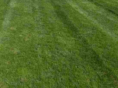 Lawn Care service in Holland, 43528