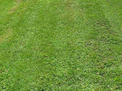 Lawn Care service in Milton, 32570