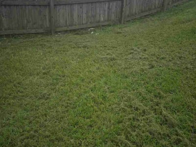 Lawn Care service in Clermont, 34711