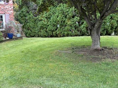 Lawn Care service in Waterbury, 06710