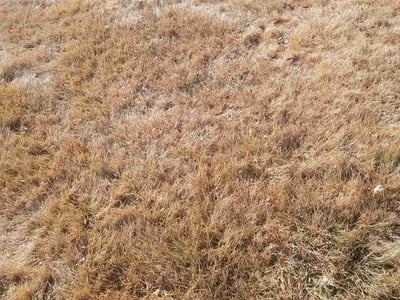 Lawn Care service in Peyton, 80831
