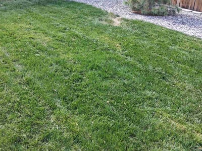 Lawn Care service in Englewood, 80113