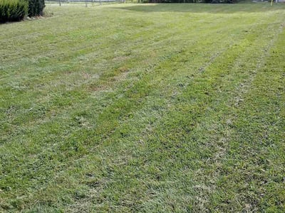 Lawn Care service in Ypsilanti, 48197
