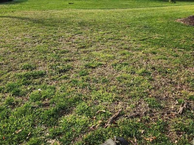 Lawn Care service in Hyattsville, 20781