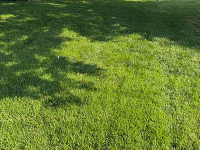 Lawn Care service in O Fallon, 62269