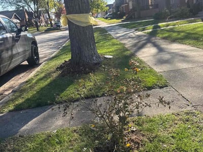 Lawn Care service in Crest Hill, 60403