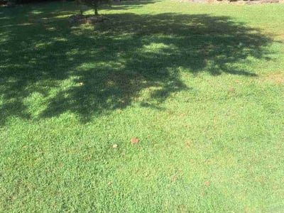 Lawn Care service in Siler City, 27344