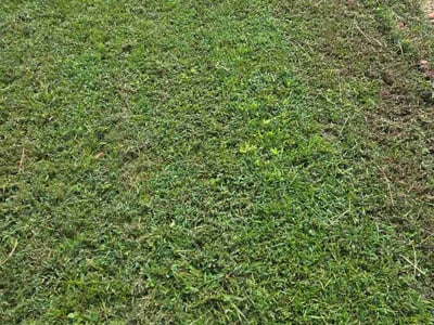 Lawn Care service in Augusta, 30904