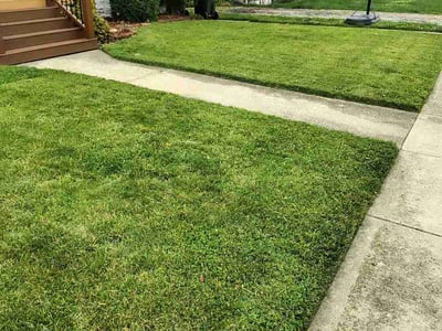 Lawn Care service in Burlington, 41005