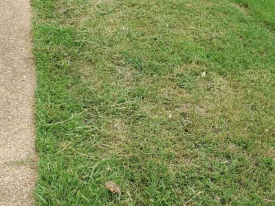 Lawn Care service in Canastota, 13032