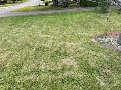 Lawn Care service in Nassau County, 11566