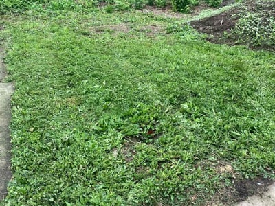 Lawn Care service in North Attleboro, 02760