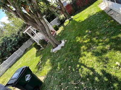 Lawn Care service in Sewickley, 15143